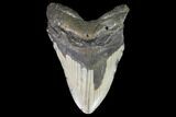 Bargain, Fossil Megalodon Tooth - North Carolina #101441-1